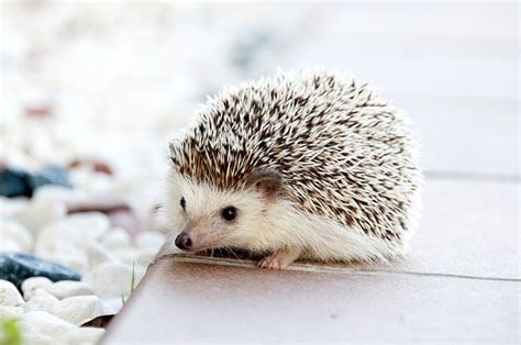 幸運動物